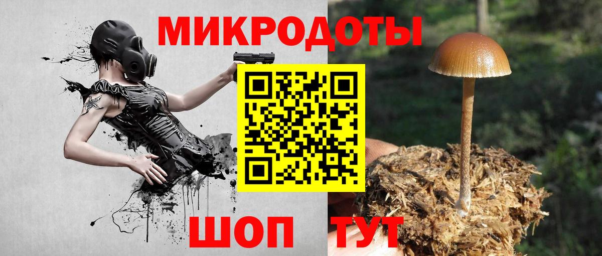Галлюциногенные грибы Psilocybe Ефремов